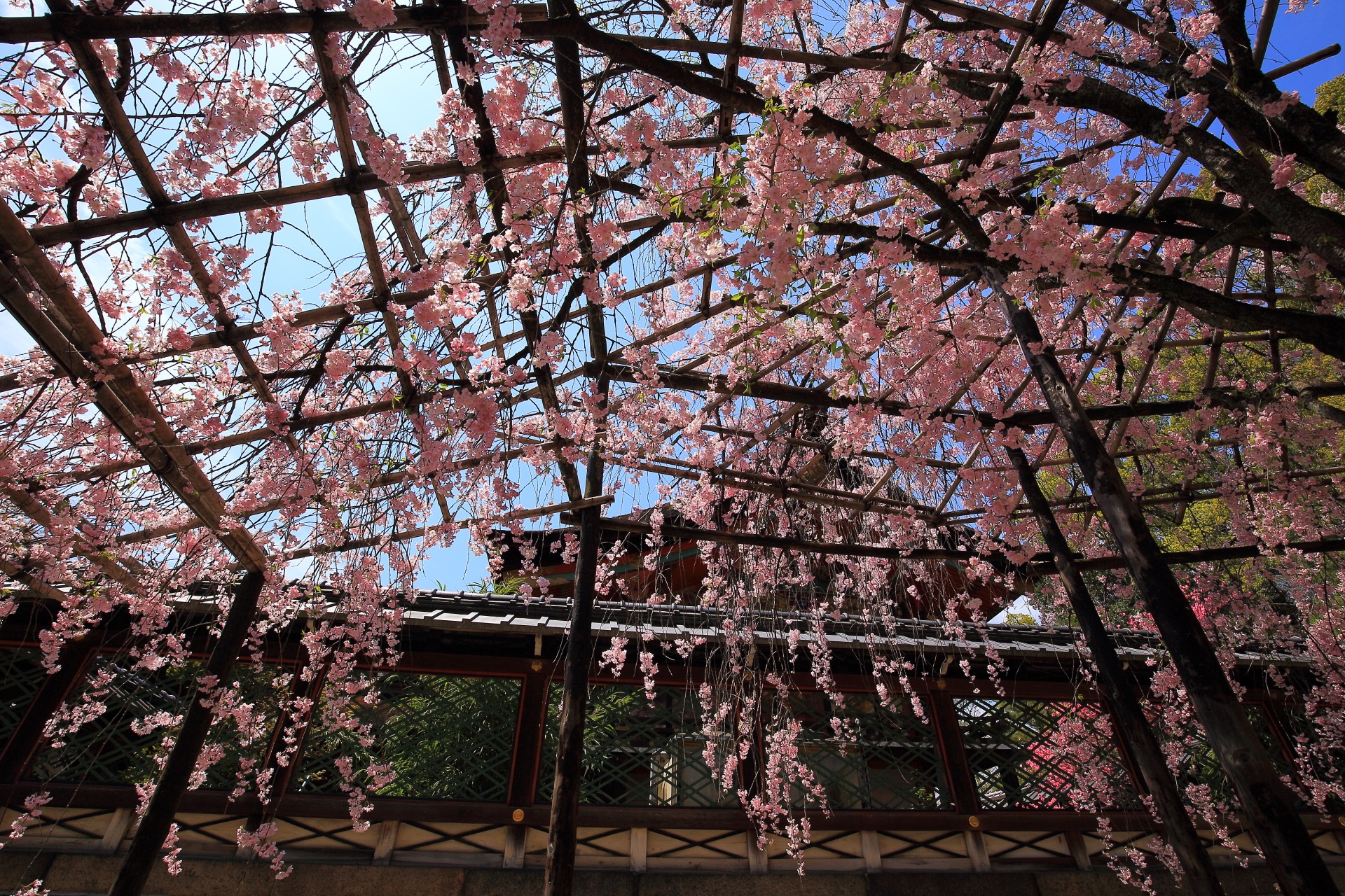 正午くらいに行くのが良い御香宮神社のしだれ桜