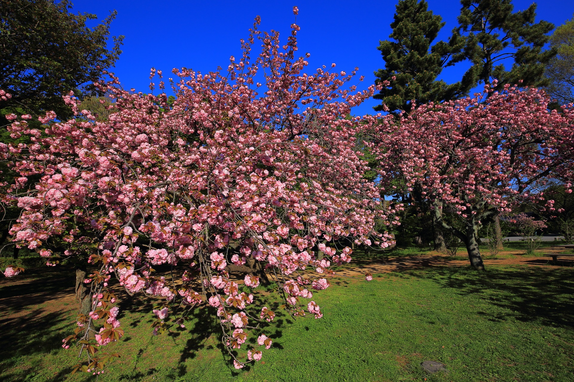 豪快に咲き誇る凄い八重桜