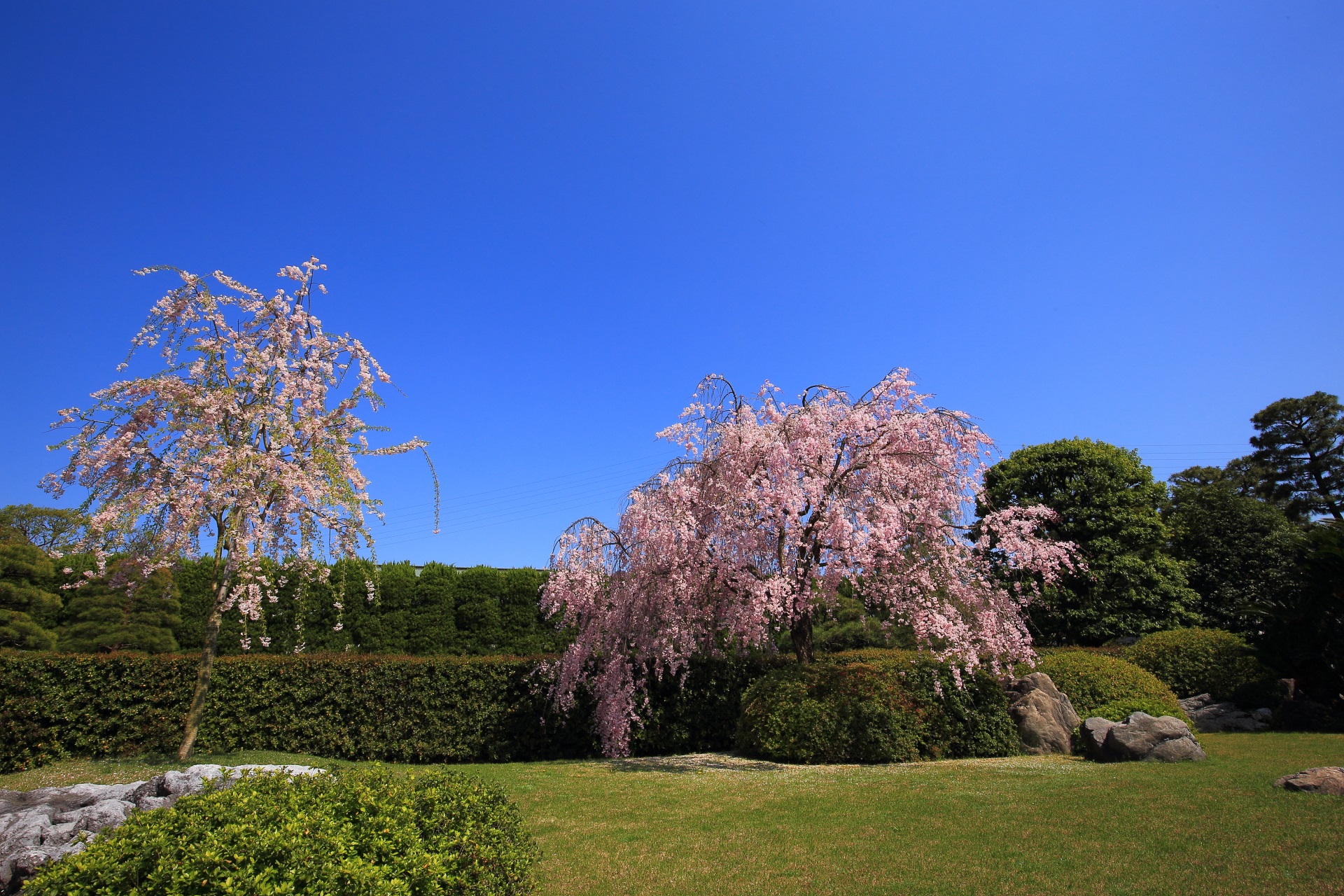 神苑「桃山の庭」のしだれ桜