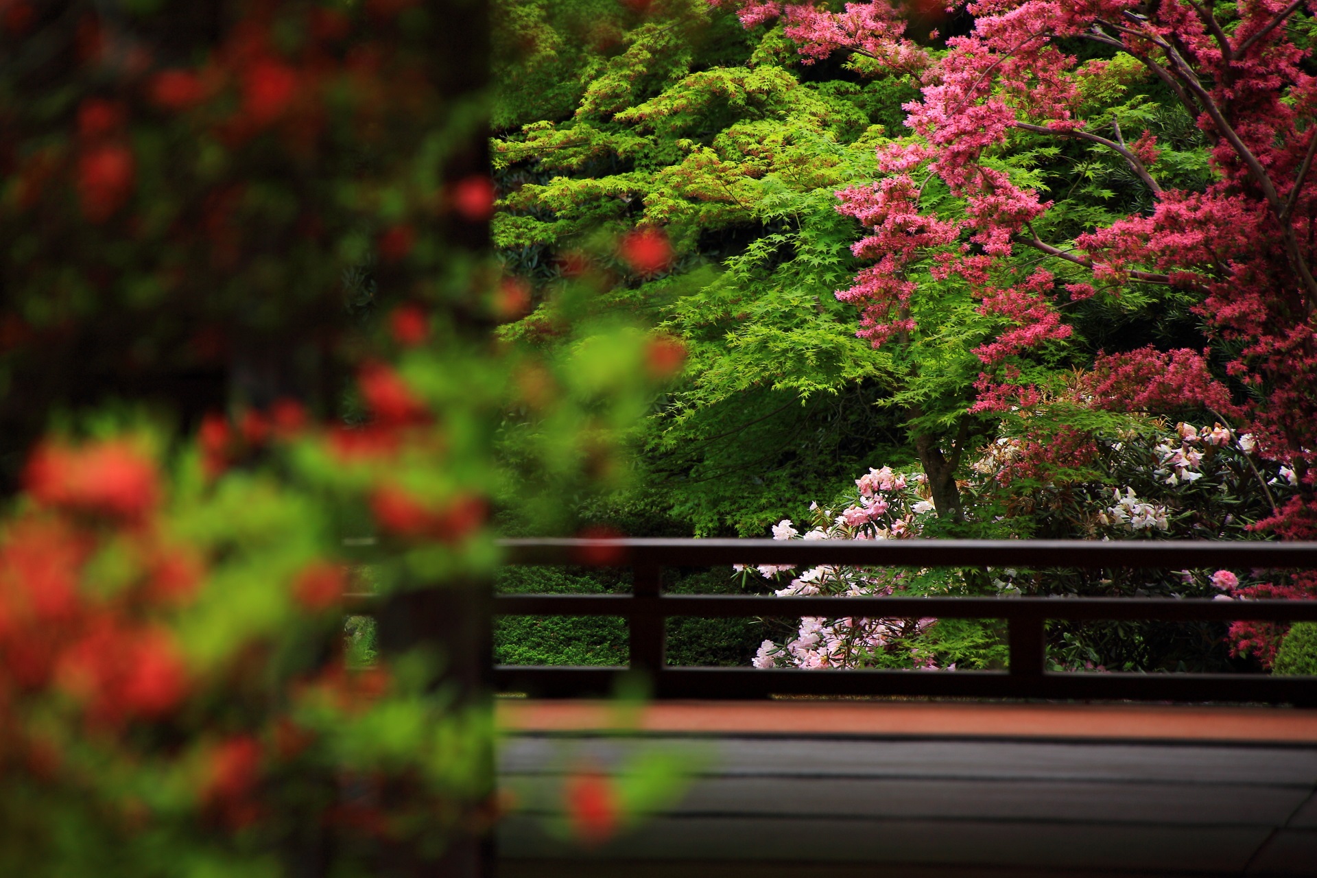 随心院の中庭付近から眺めた満作と石楠花と手前の霧島躑躅