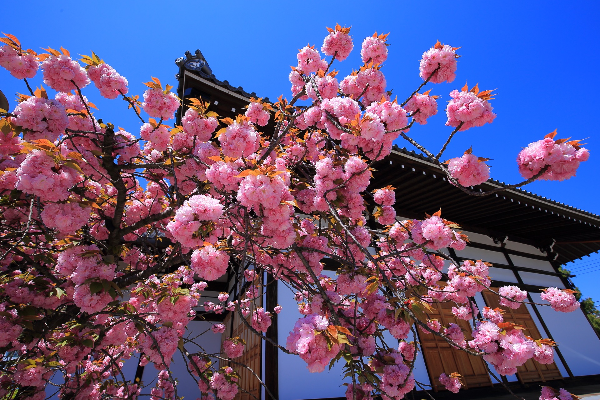 青空に映えるピンクの桜