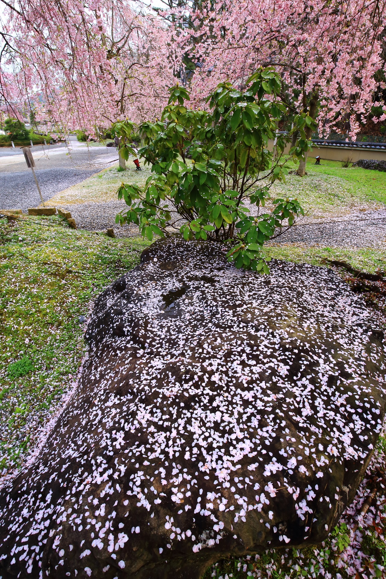岩の上の散り桜