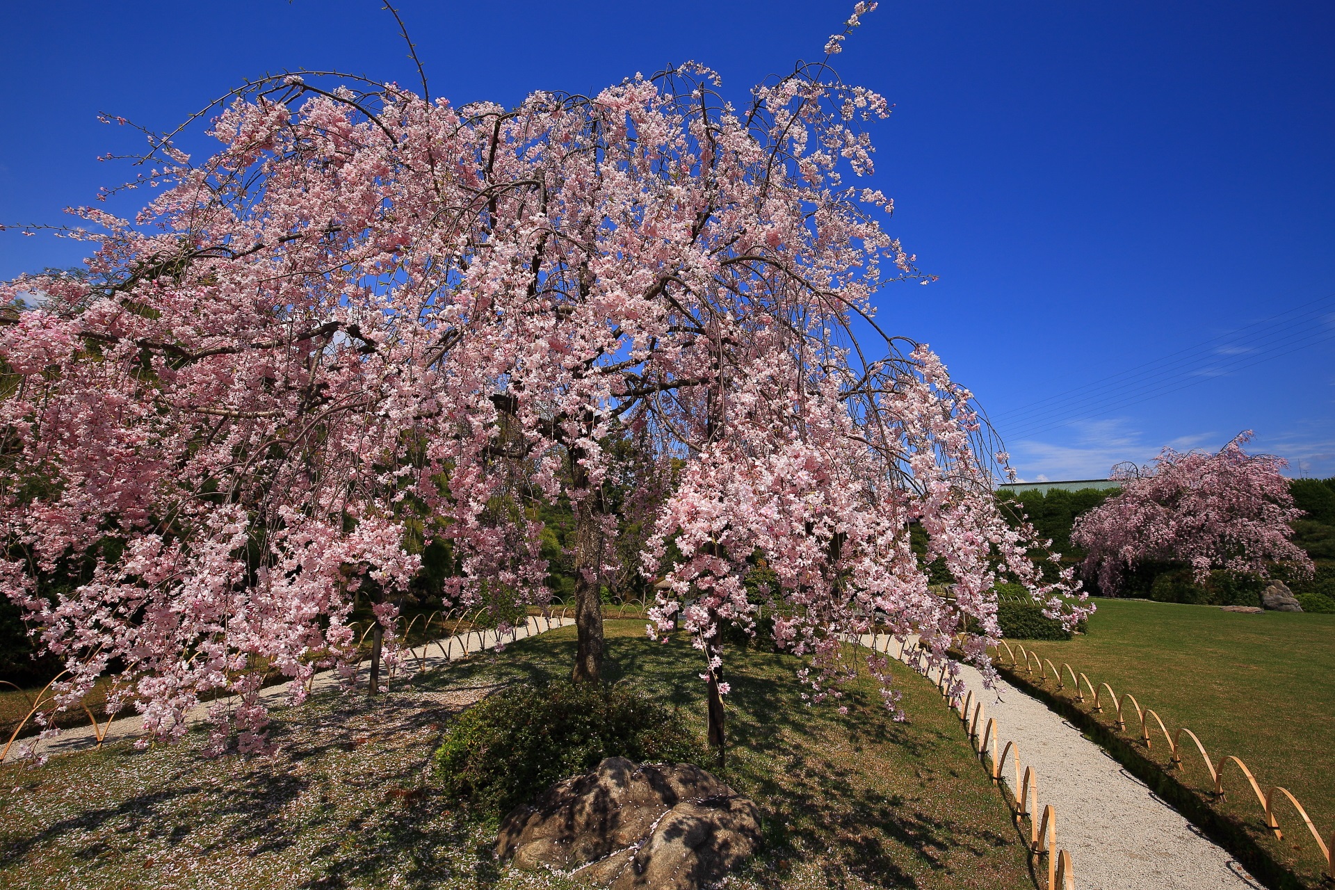 青空に映える満開の一生もんの桜