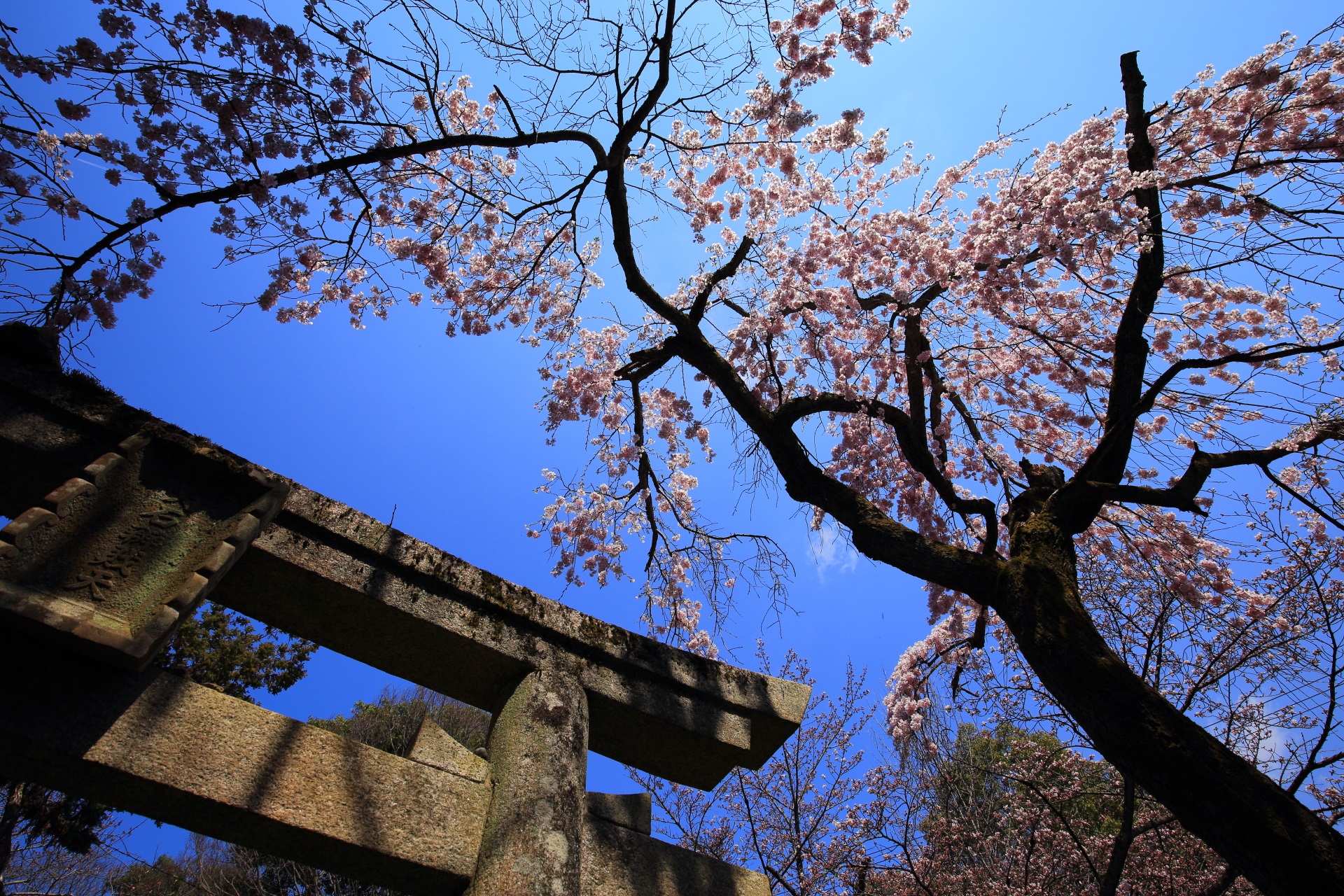 岩屋寺の弁財天の鳥居と桜