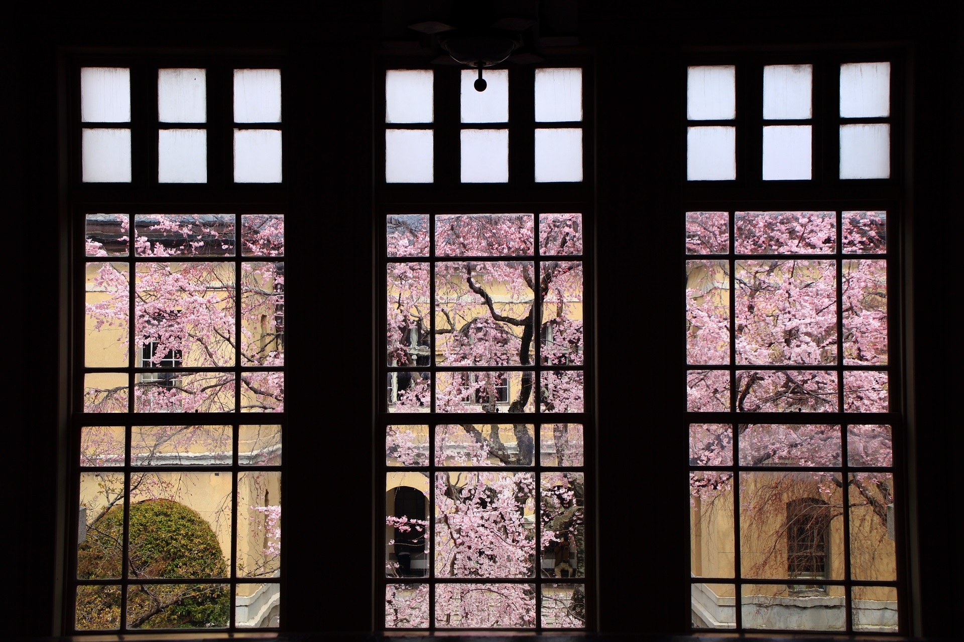 １階と２階の踊り場の窓越しの桜