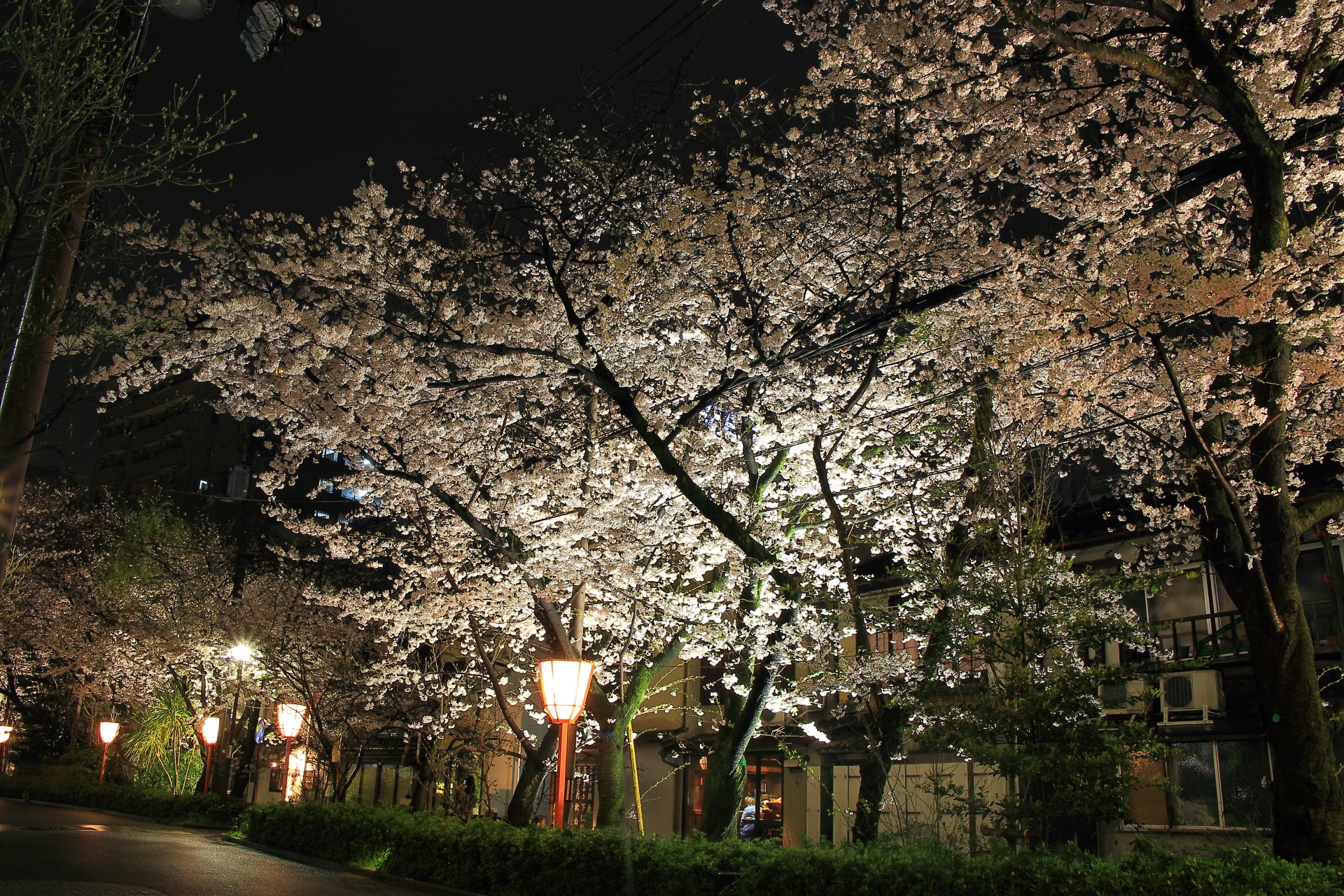 豪快に咲き誇る夜桜