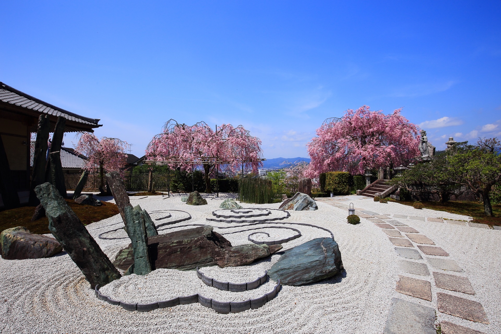 圓光寺 桜　石庭から望むピンクの桜と青空