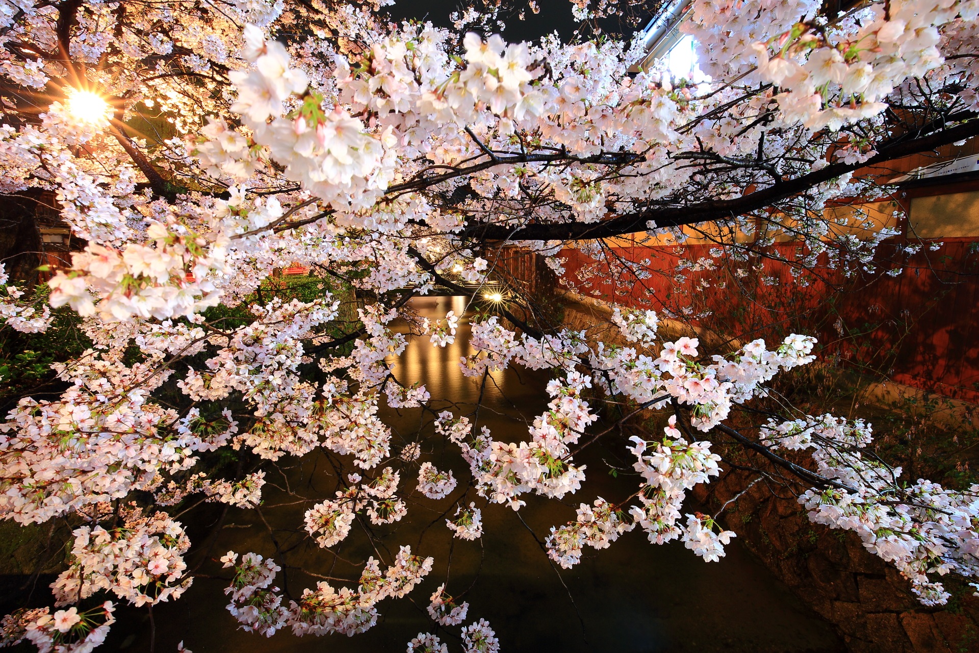 別世界のような春の夜の白川の桜