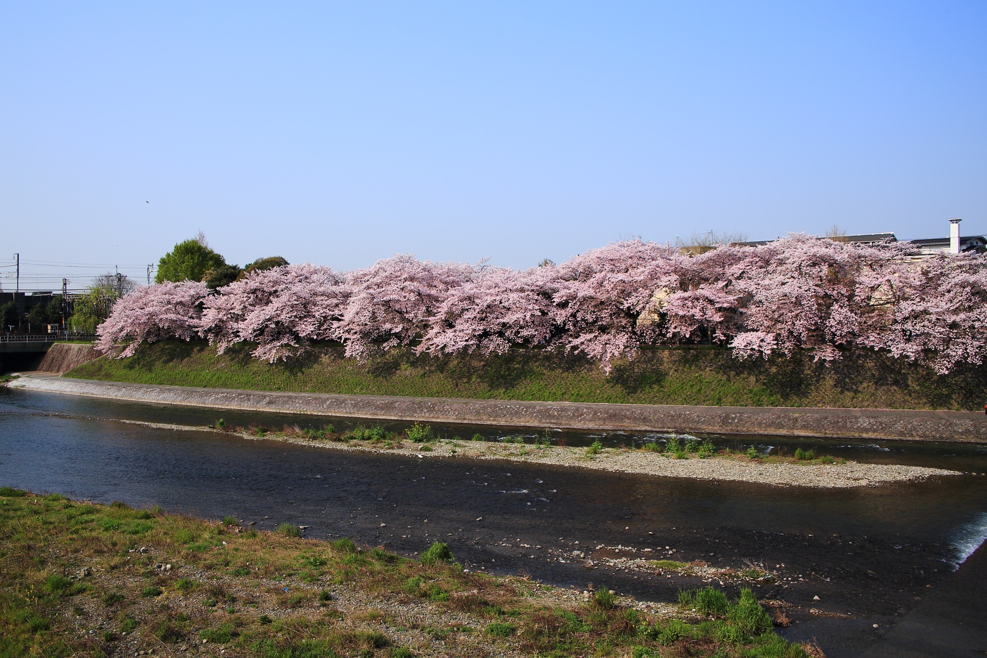 見事な青空とソメイヨシノの桜並木