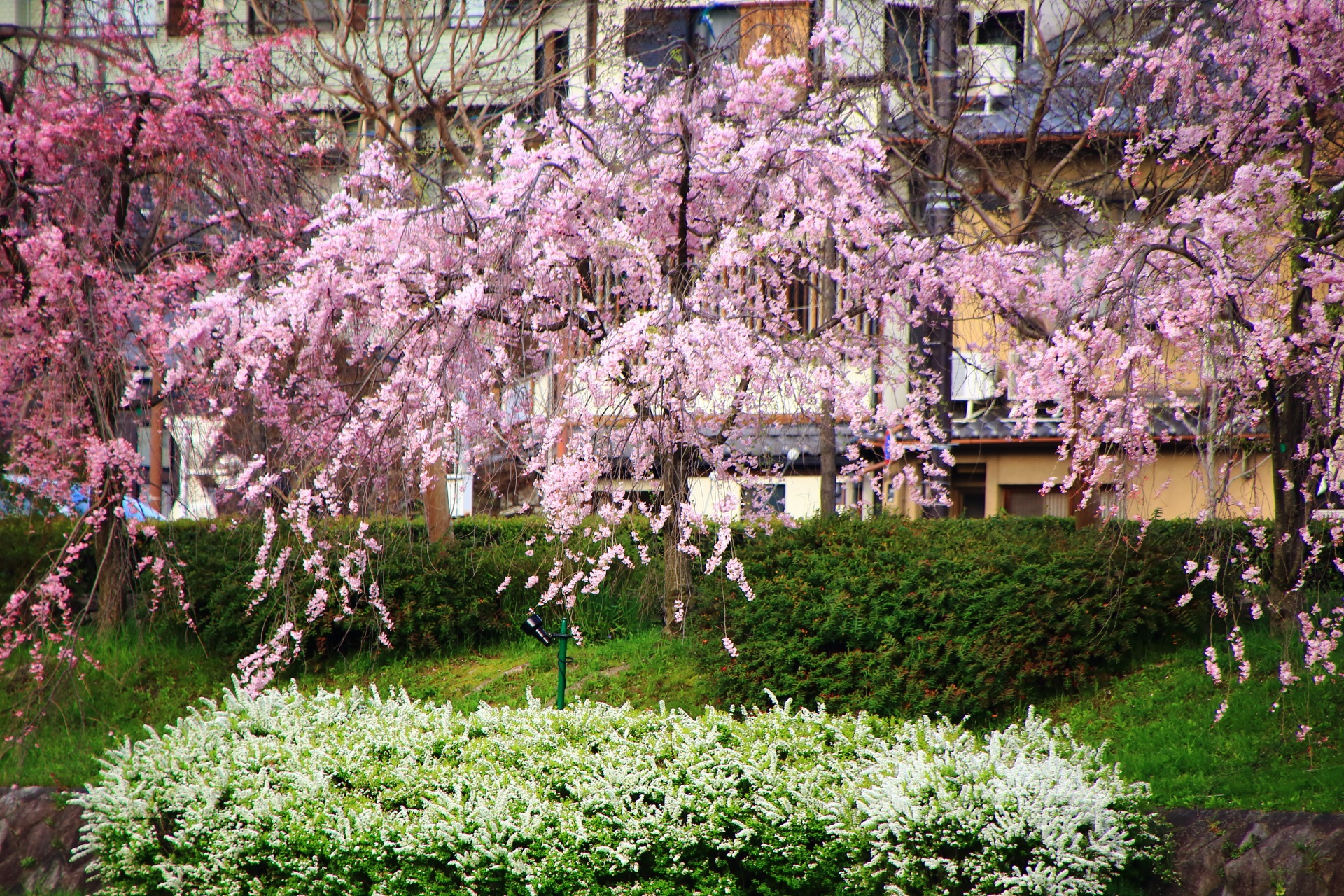 しだれ桜と雪柳の華やかな競演