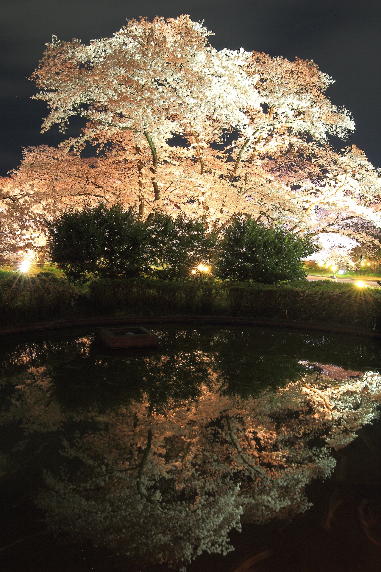 京都府立植物園の立派なソメイヨシノの幻想的な水鏡