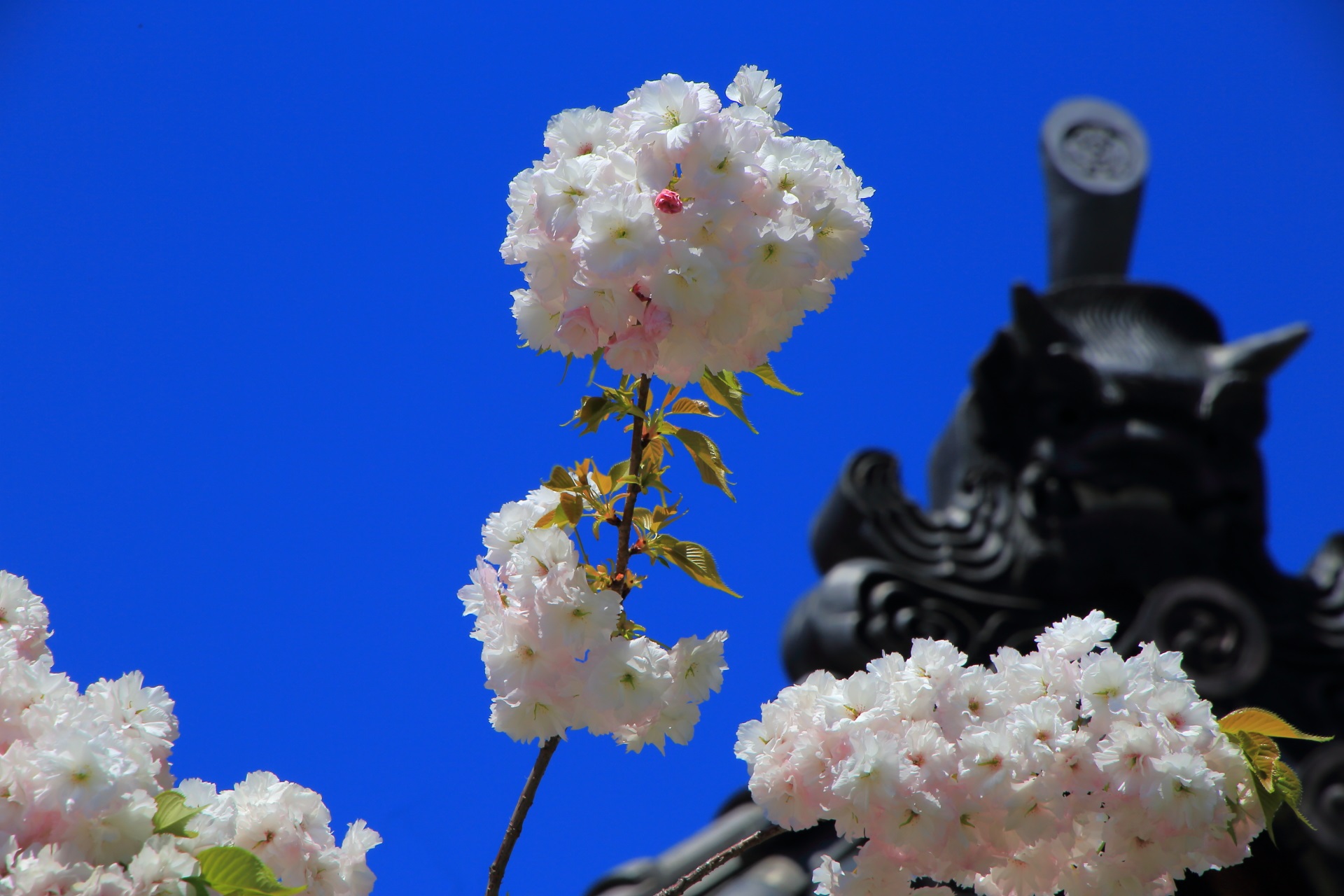 青空がやっぱり合う桜