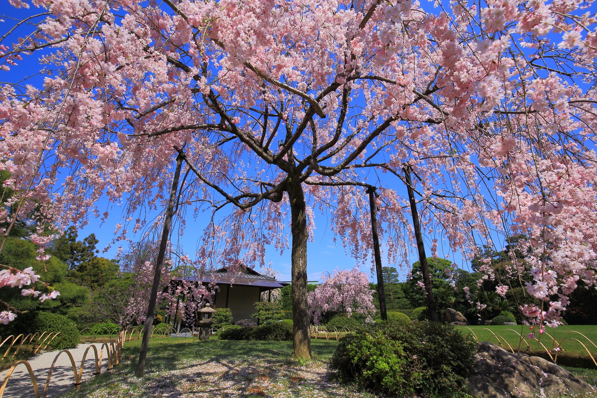 城南宮 桜　神苑を彩る優雅なしだれ桜