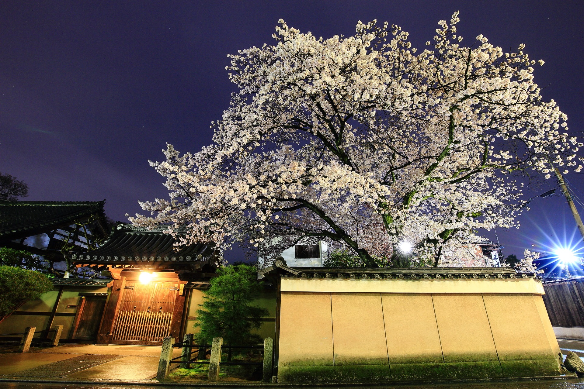 大中院 夜桜　花見小路通と建仁寺の豪快な桜