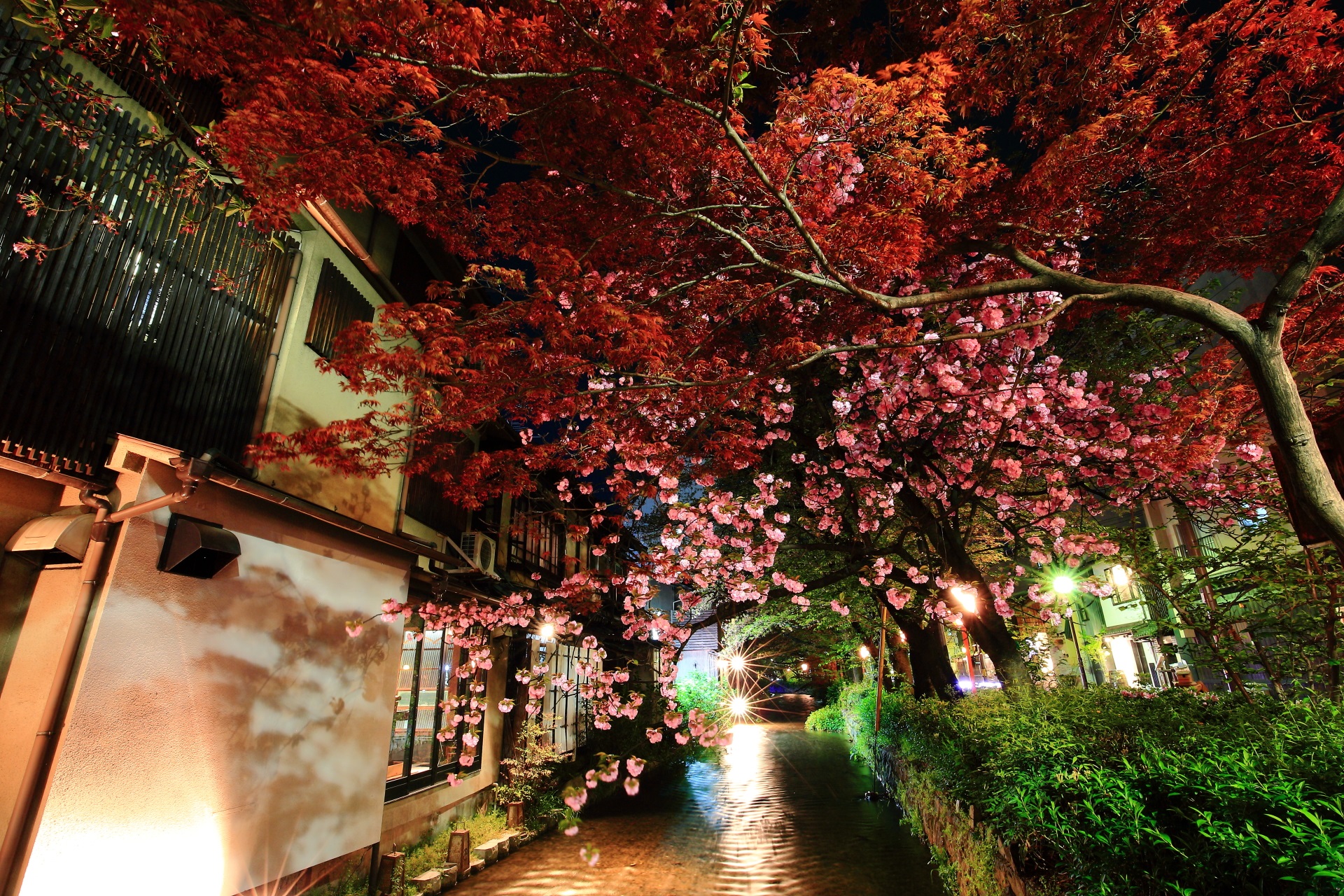 夜の八重桜　高瀬川と木屋町通の遅咲きの桜