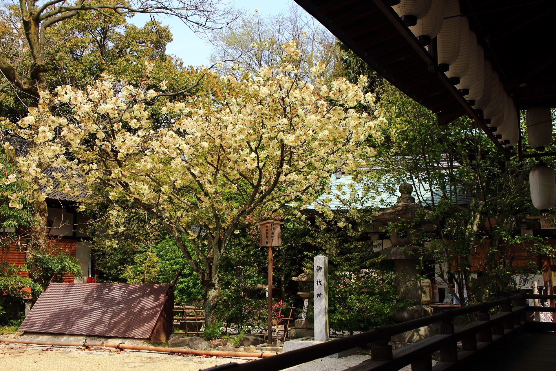 本当にあるお酒で有名な黄桜　春の白峯神宮