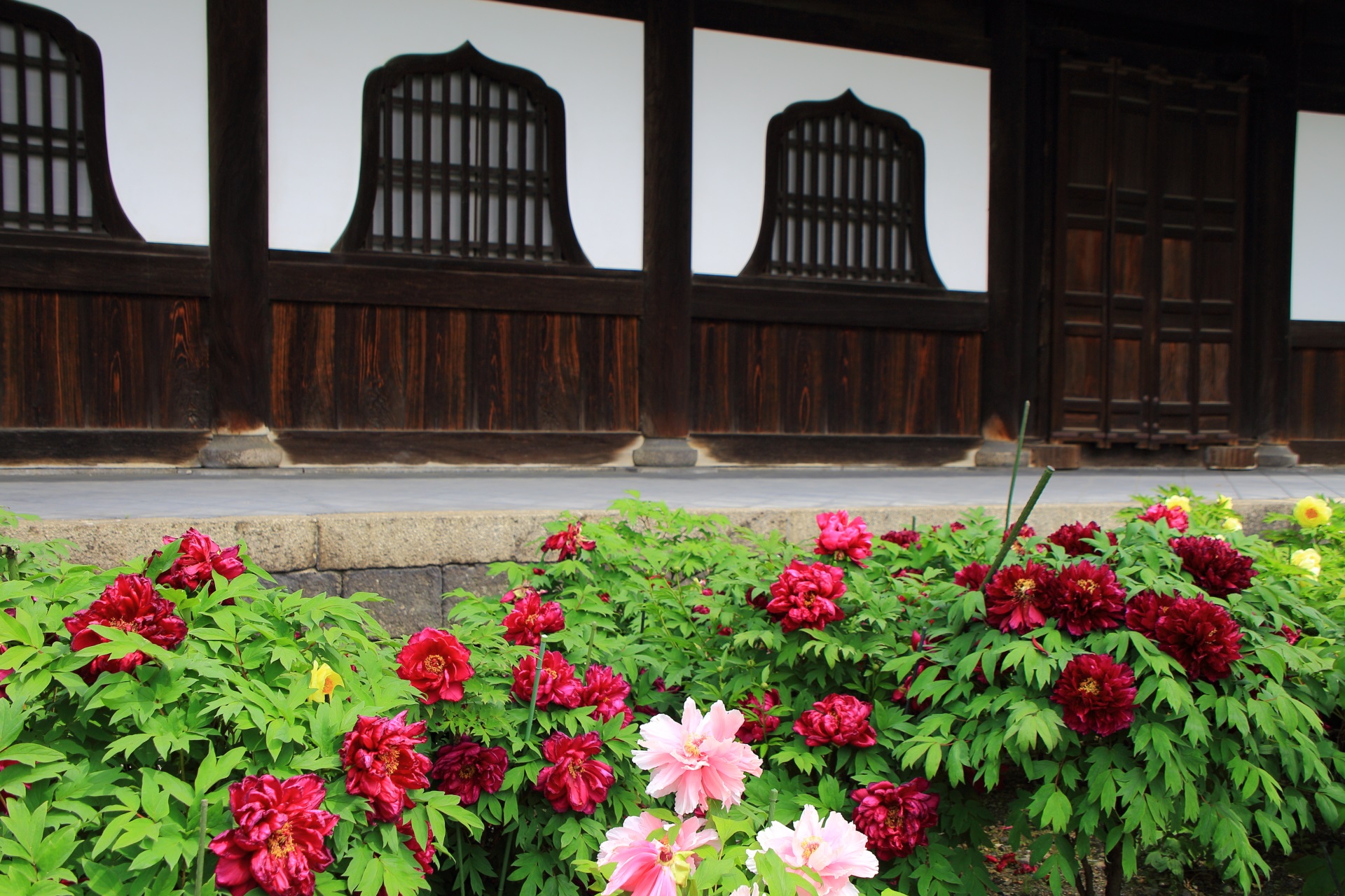 建仁寺の素晴らしい牡丹の花と春の情景