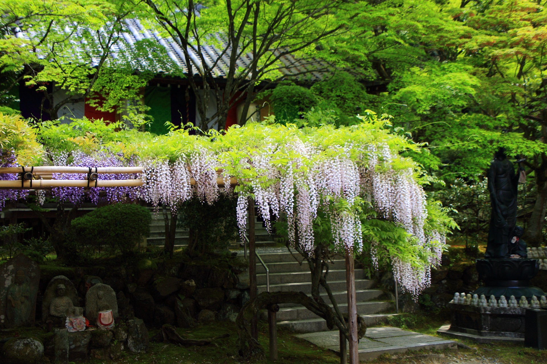 今熊野観音寺のしなやかに咲き誇る満開の白藤