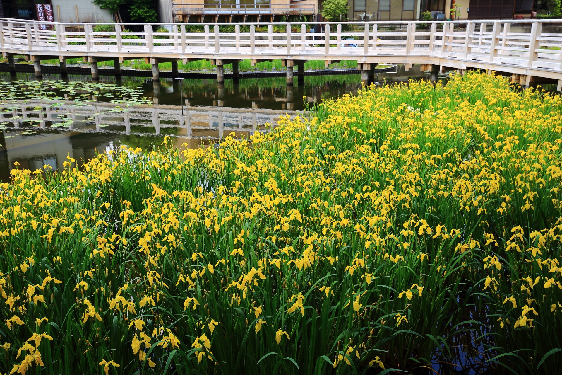 八条ヶ池の西池の橋の南側に咲く黄菖蒲