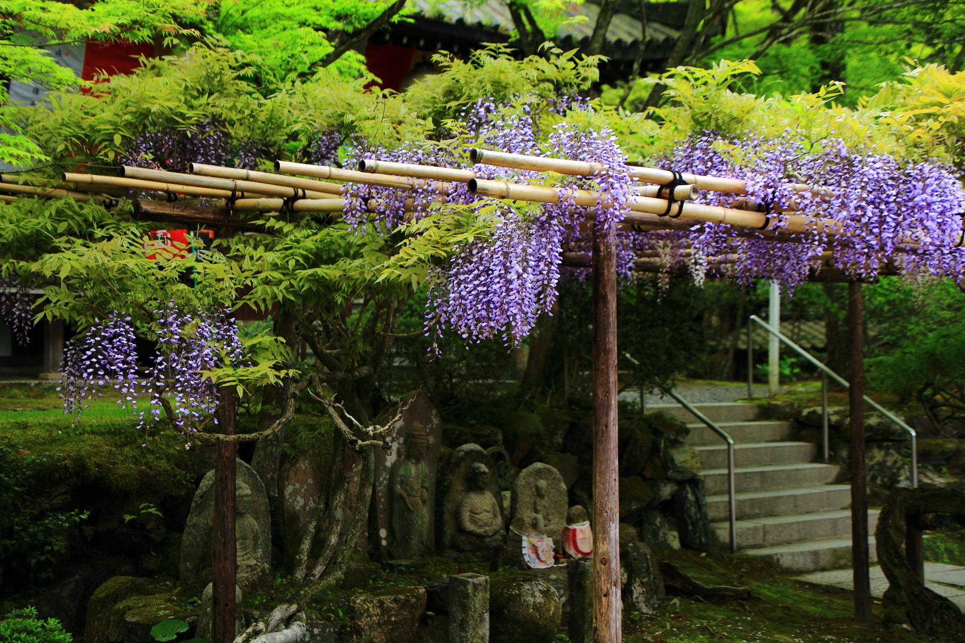 今熊野観音寺の鮮やかな紫の藤の花