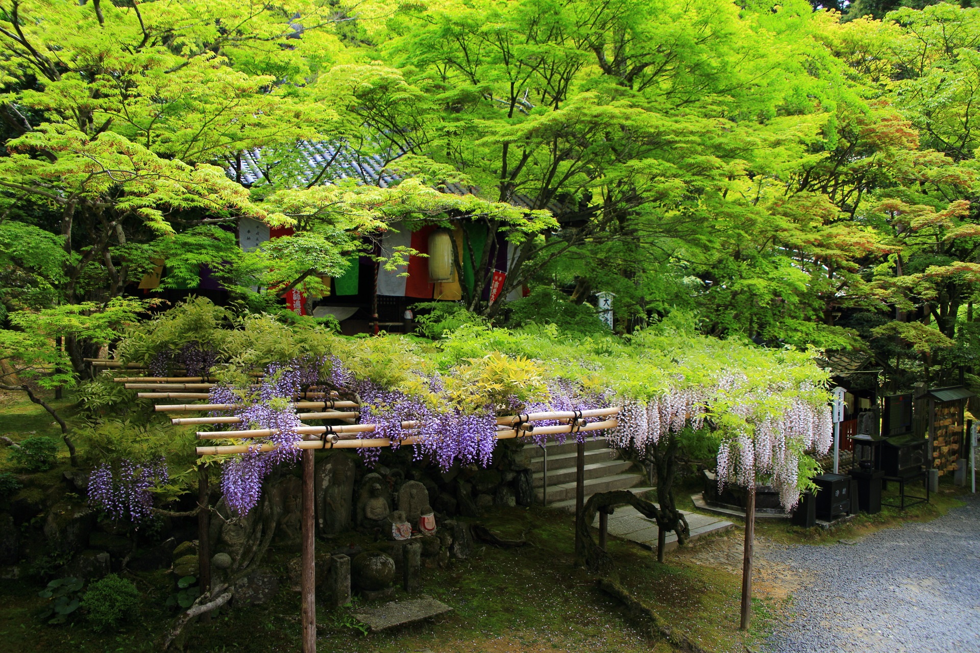 今熊野観音寺の本堂（本堂の上）から眺めた藤の花と新緑