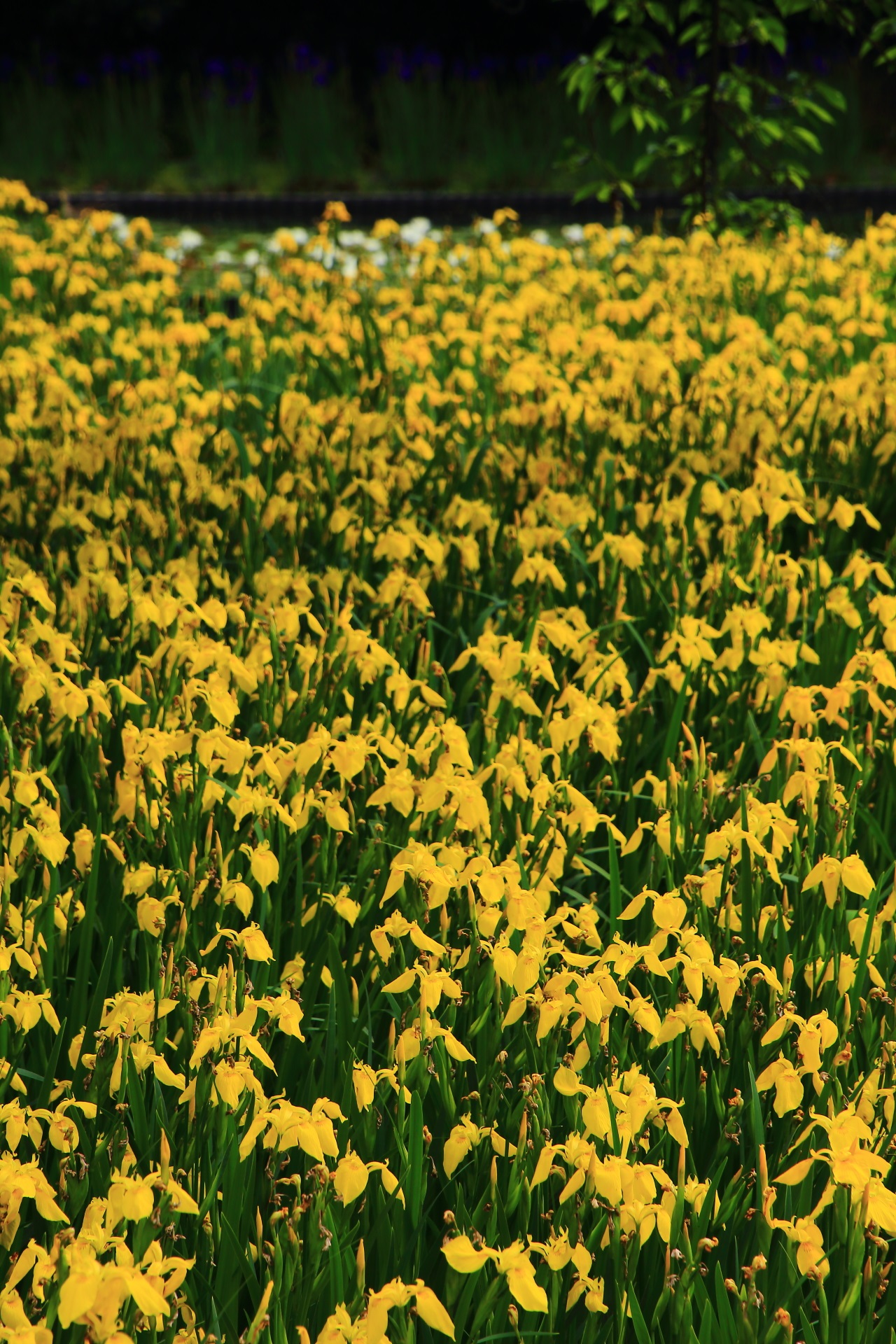 黄色い菖蒲の花で溢れる圧巻の長岡天満宮