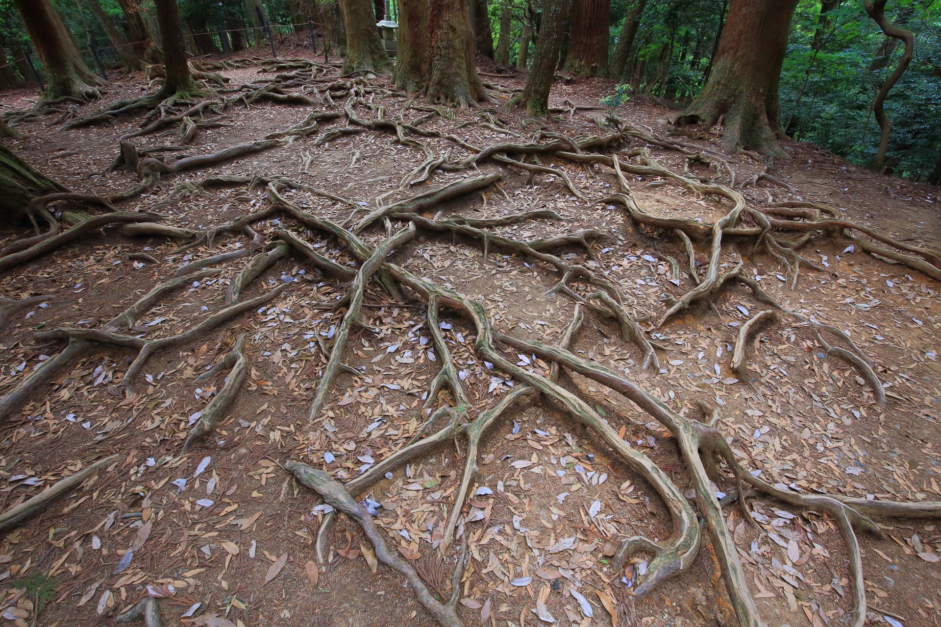 アラベスク模様の木の根道