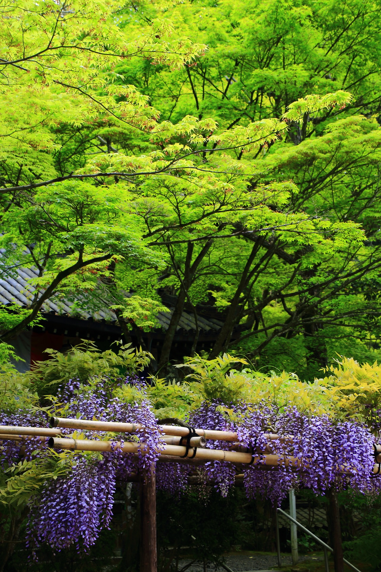Kyoto Imakumano-kannon-ji Temple wisteria and wisteria
