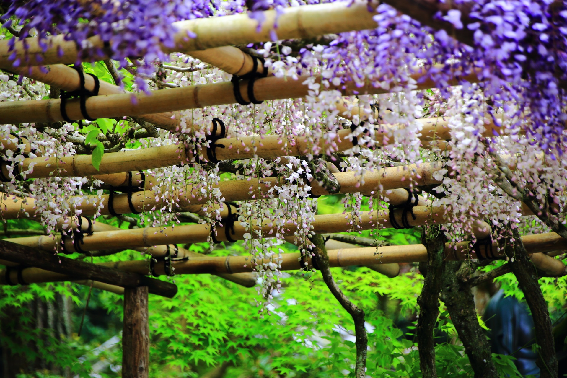 賑やかな色とりどりの春色につつまれる今熊野観音寺（いまくまのかんのんじ）