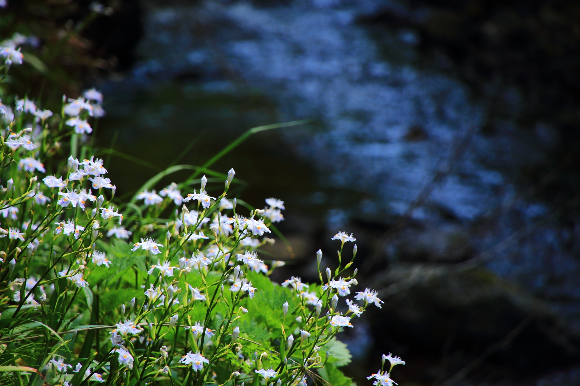 貴船川の美しい水とシャガの花