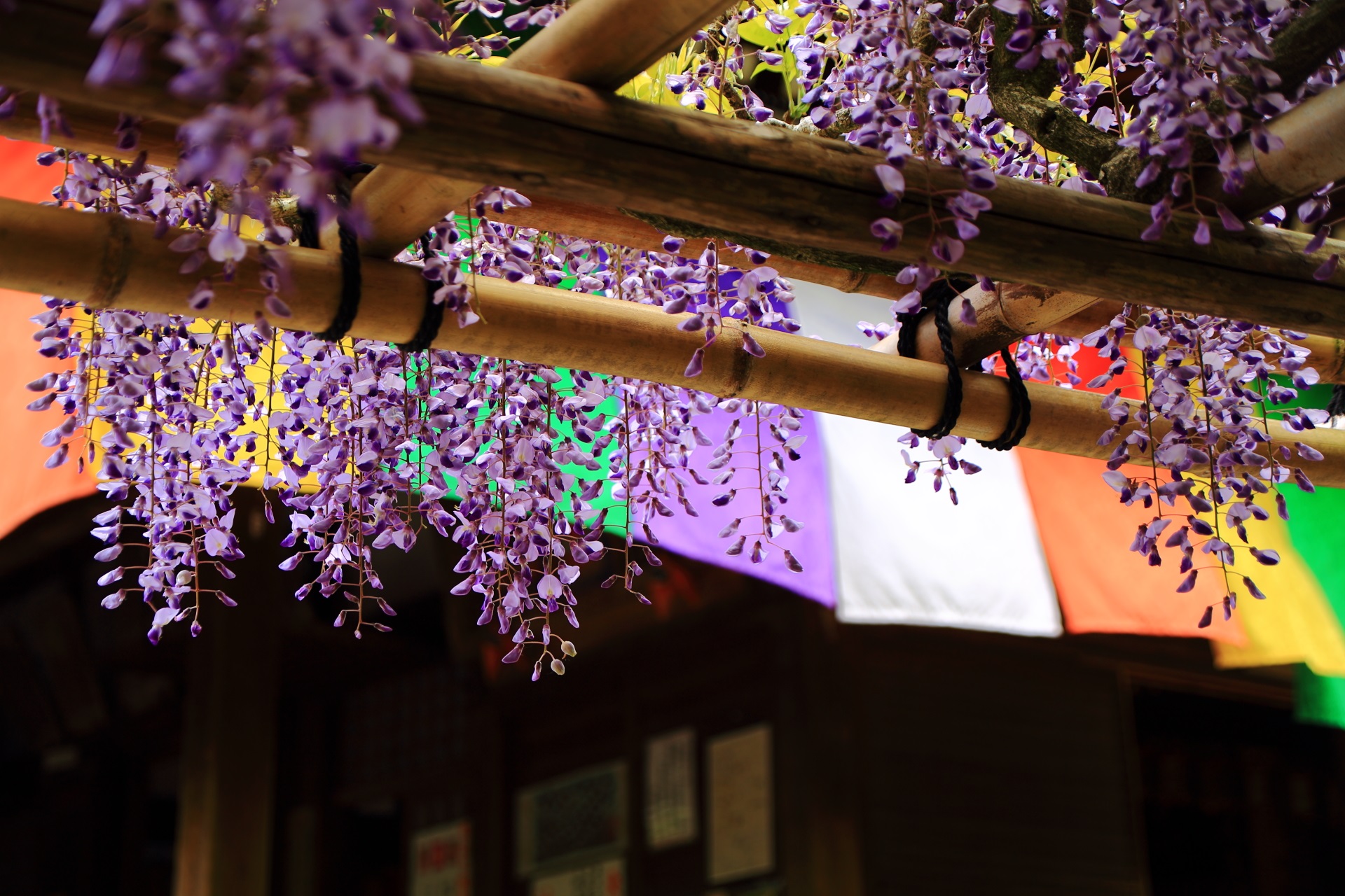 今熊野観音寺の本堂を背景にした美しい藤の花
