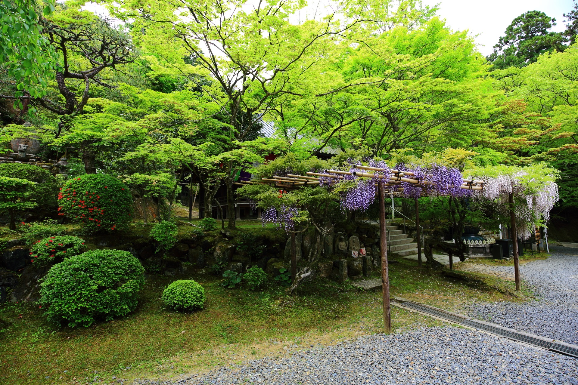 見事な爽やかな緑につつまれる今熊野観音寺の綺麗な新緑