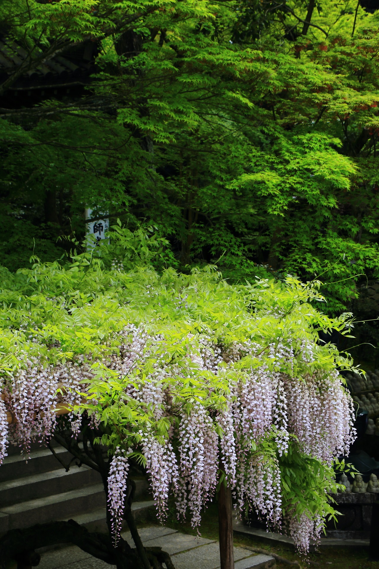 今熊野観音寺の圧倒的な緑と華やかな藤の彩り