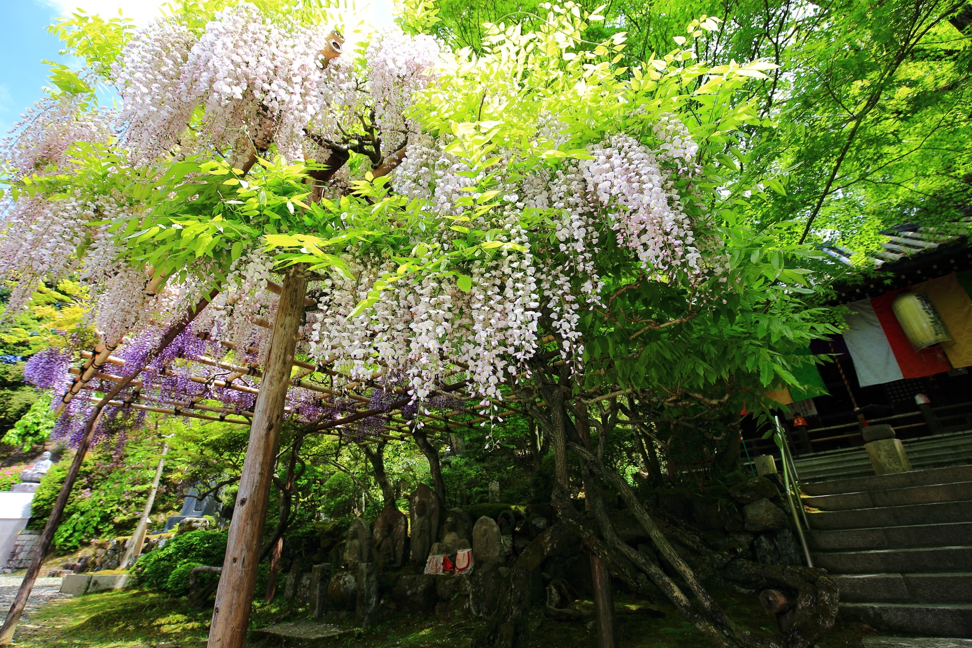 今熊野観音寺の素晴らしい藤の花や春の情景