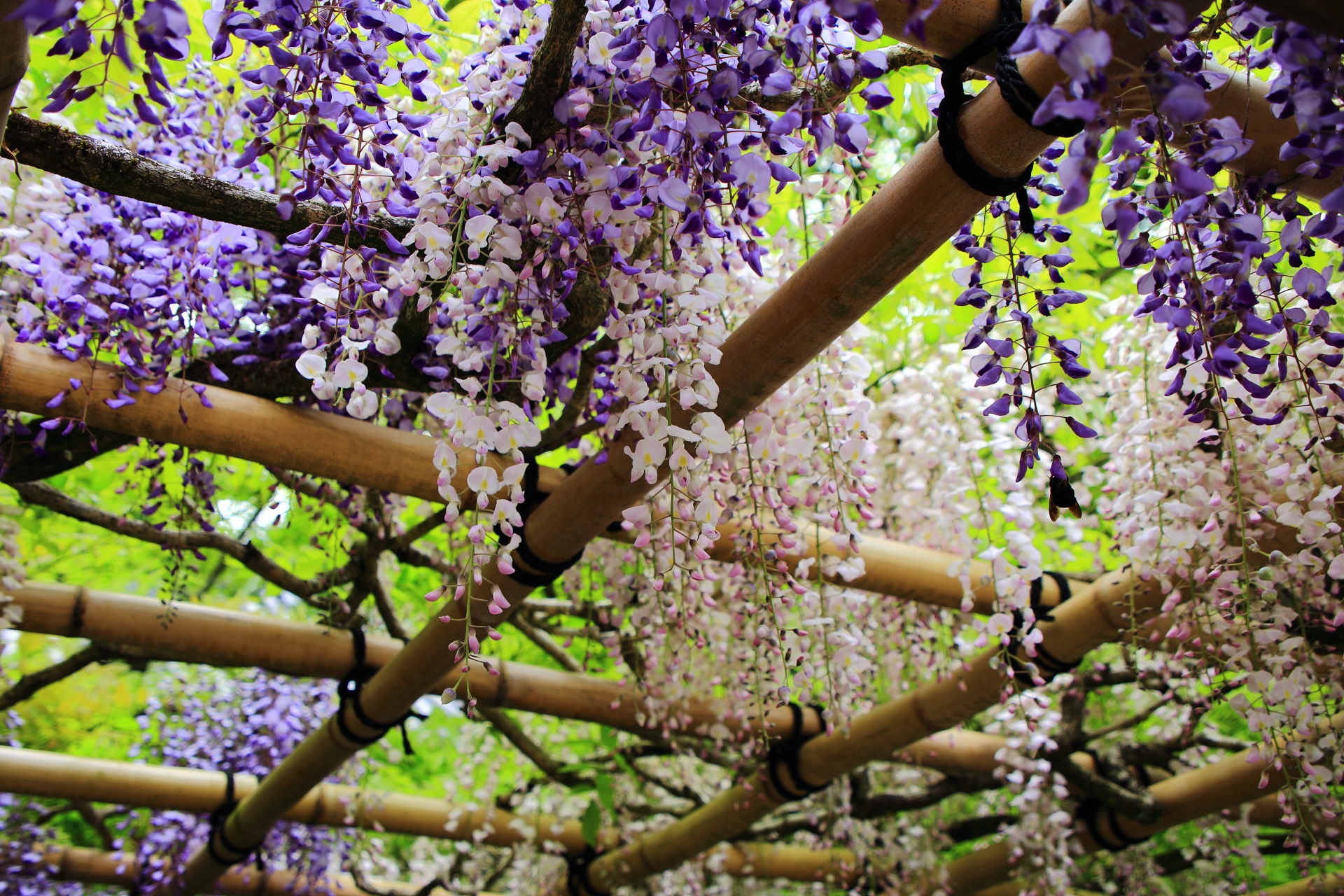 白と紫の優雅な花の競演