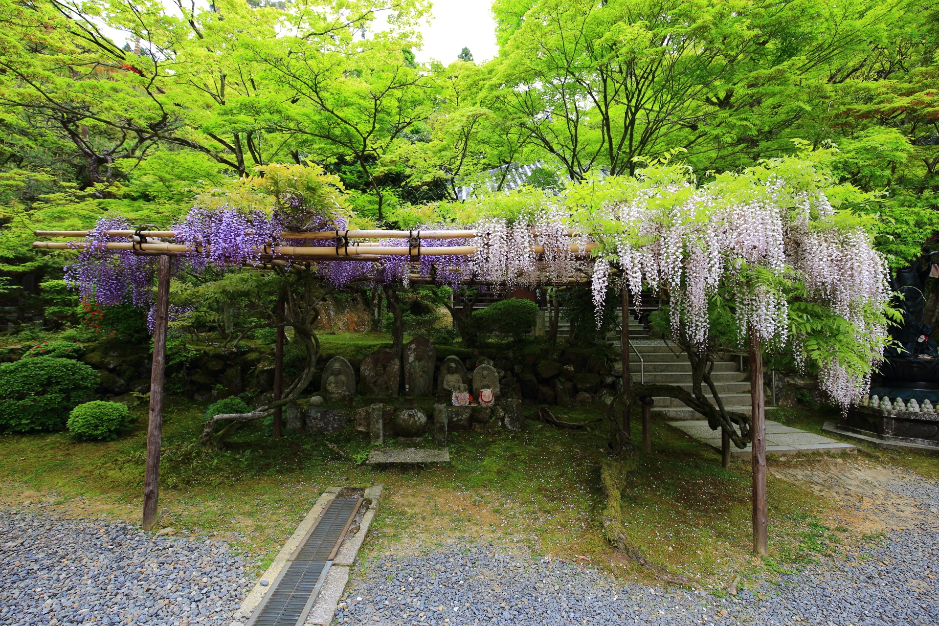 石仏さんが見守る今熊野観音寺の白藤と紫の藤