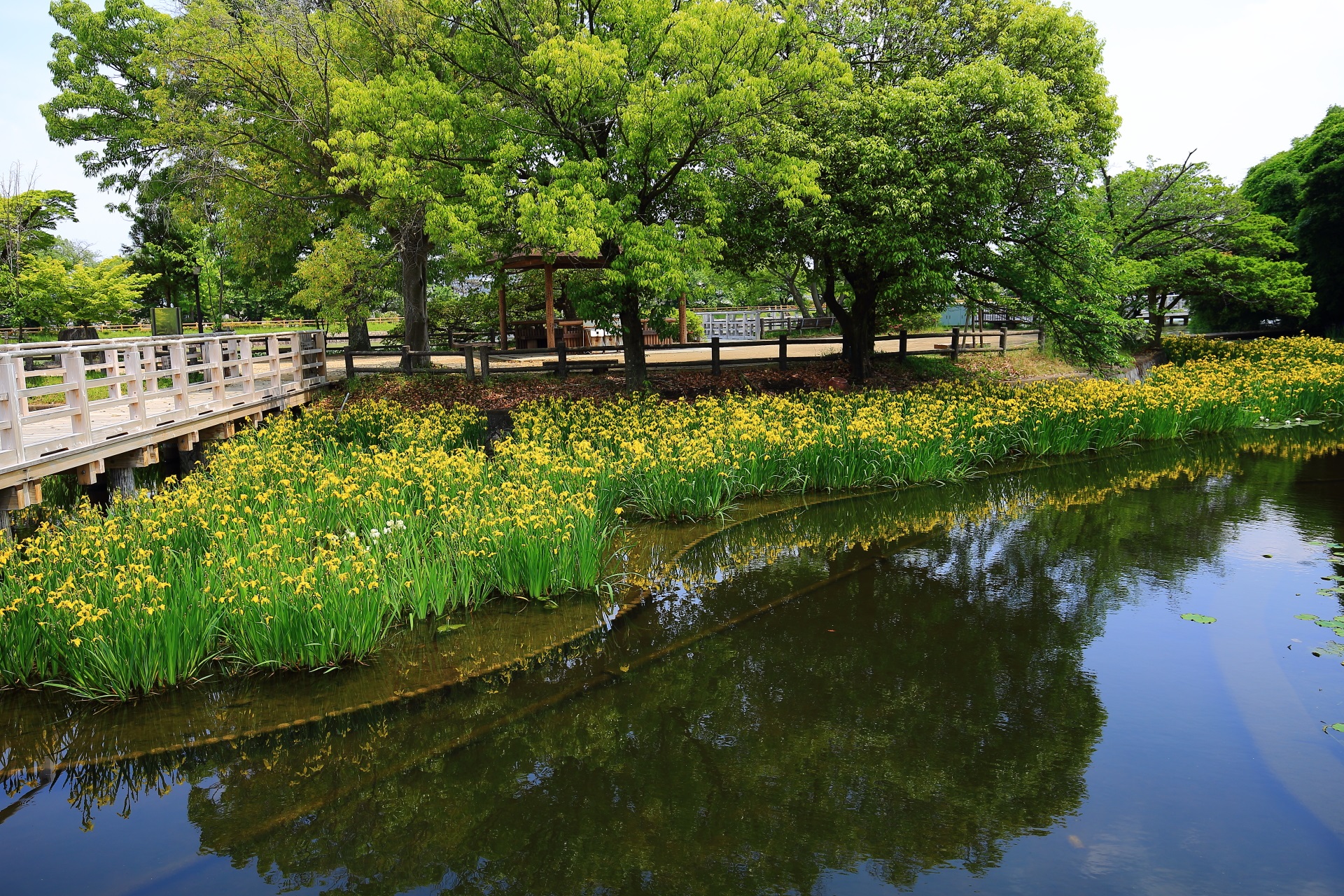 長岡天満宮の八条ヶ池で例年５月から６月にかけて咲く黄色い菖蒲の花である黄菖蒲（キショウブ）