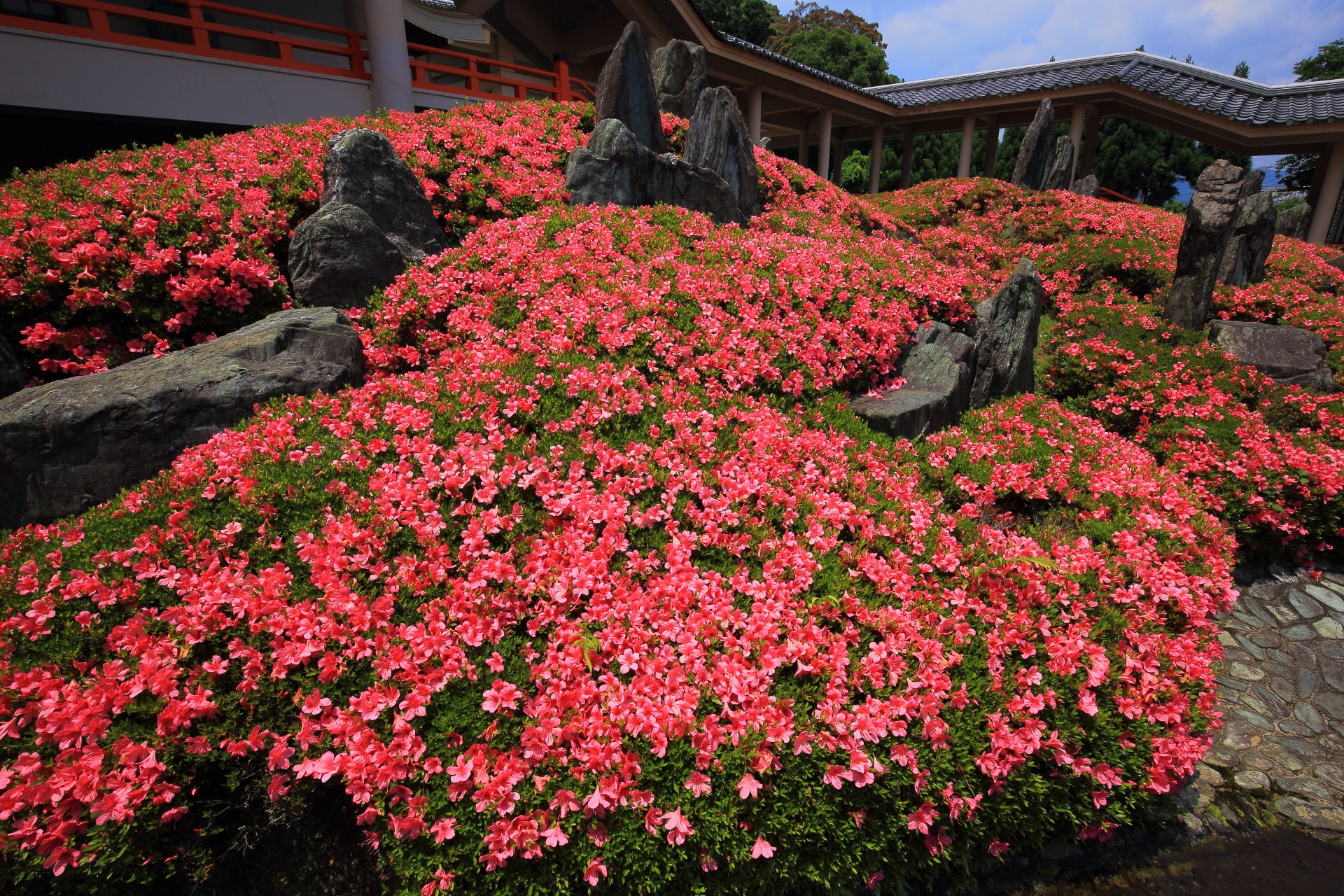 松尾大社の上品で美しい庭園の極上のサツキ