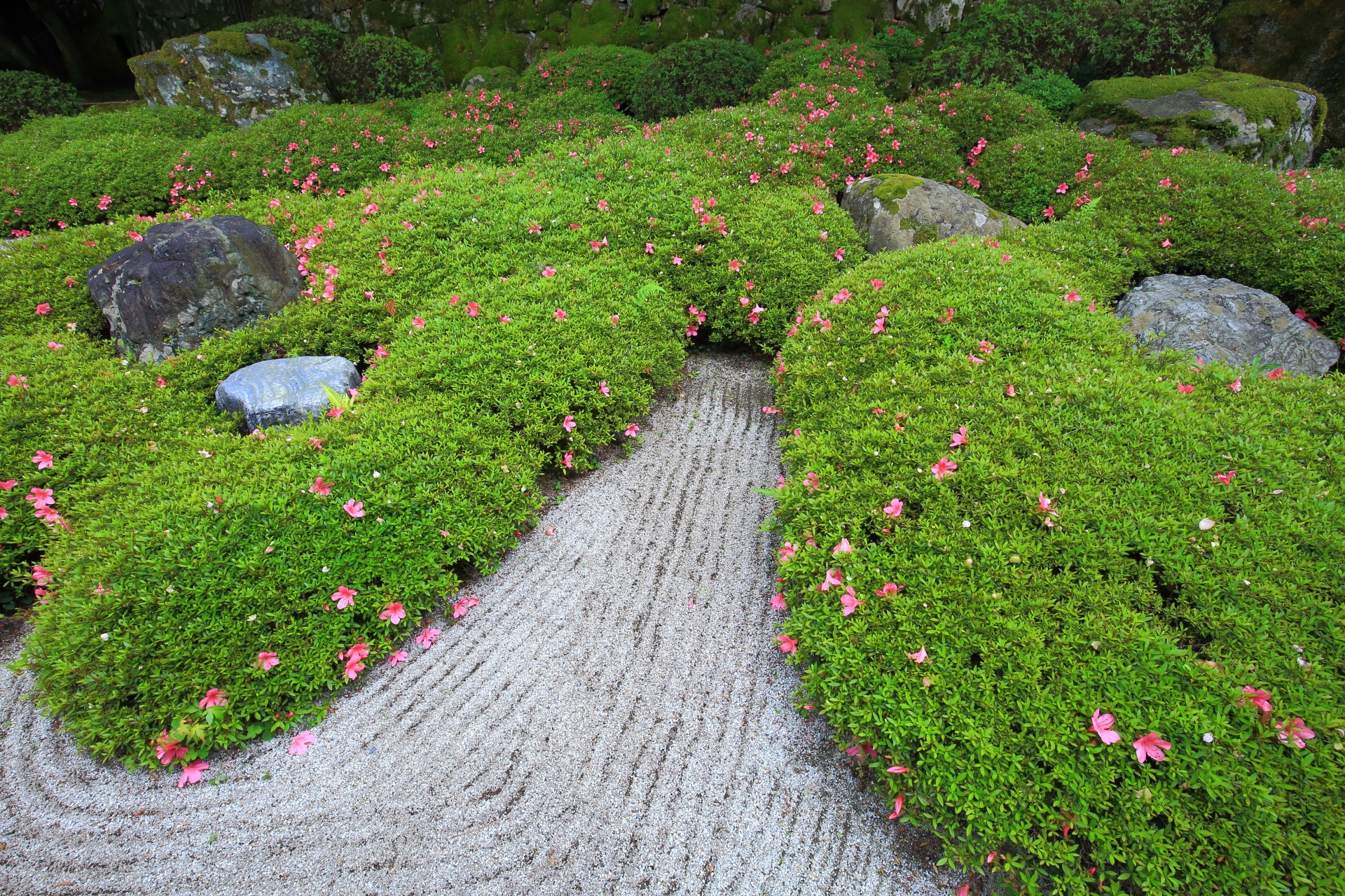 絶妙な白砂と緑のサツキの株とピンクの花と岩