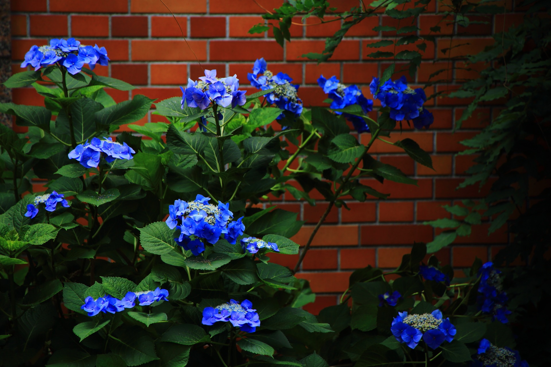 後ろに煉瓦に妙に合う青い鮮やかな額紫陽花