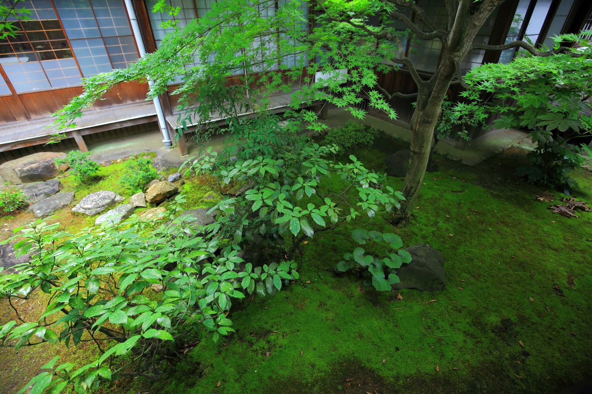本法寺の緑の綺麗な庭園