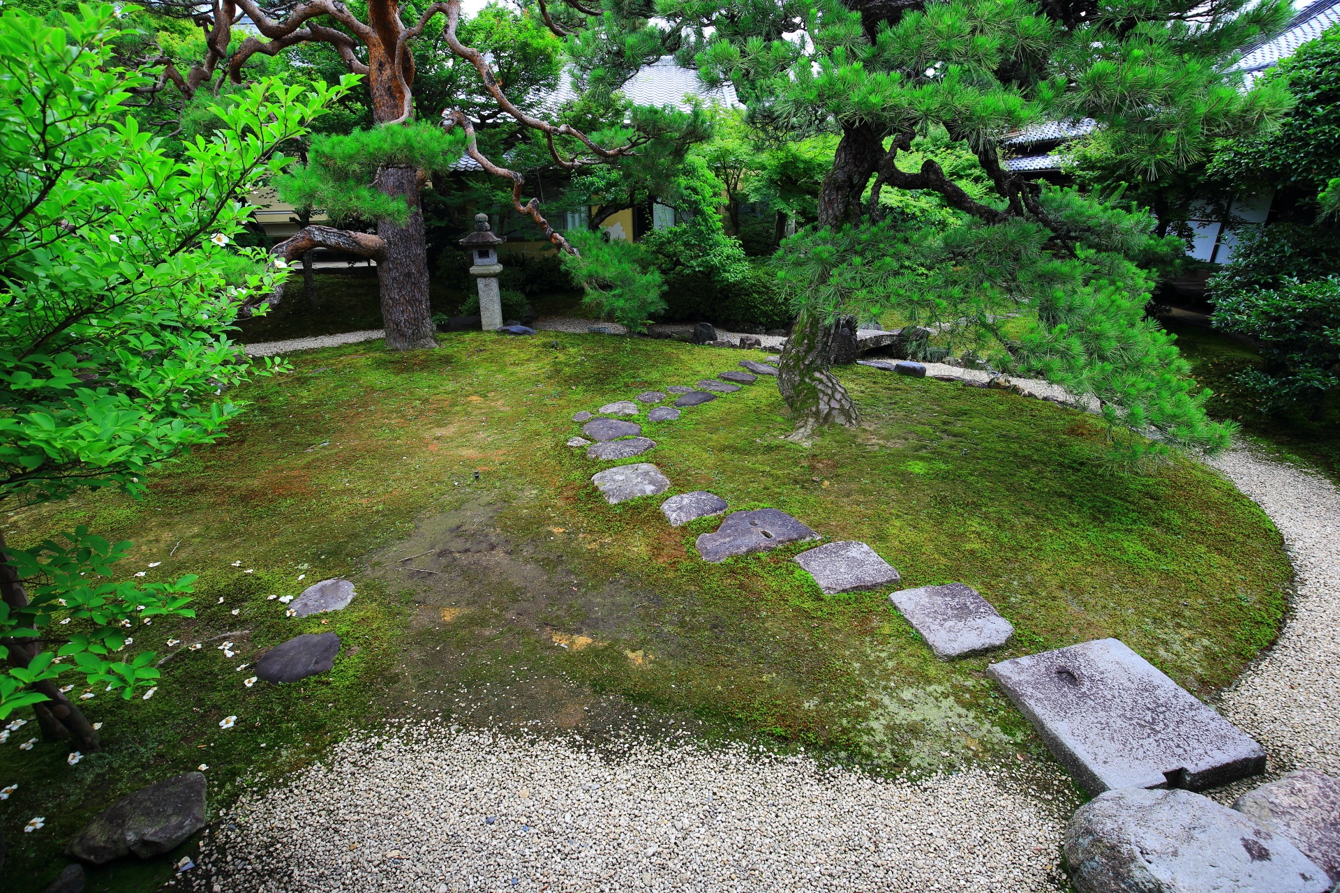 苔と飛び石の綺麗な妙顕寺の庭園