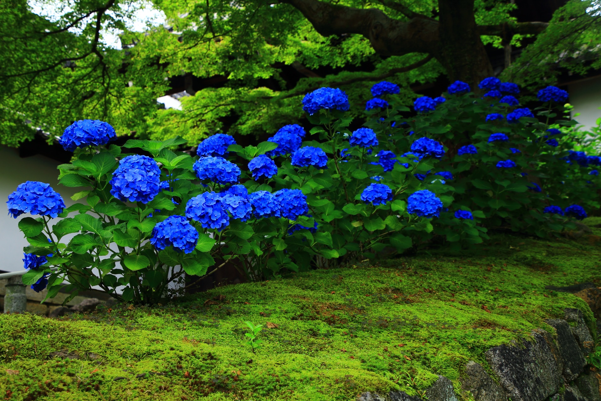 Kyoto Chionin-Temple blue hydrangea and green moss