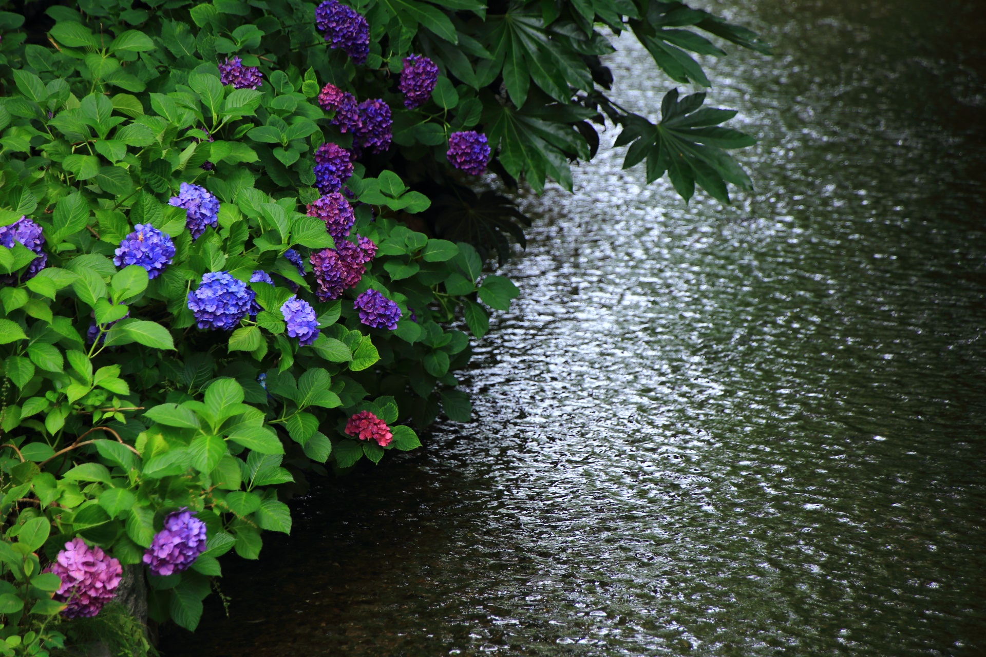 空梅雨も頑張って咲く高瀬川の色とりどりのアジサイ