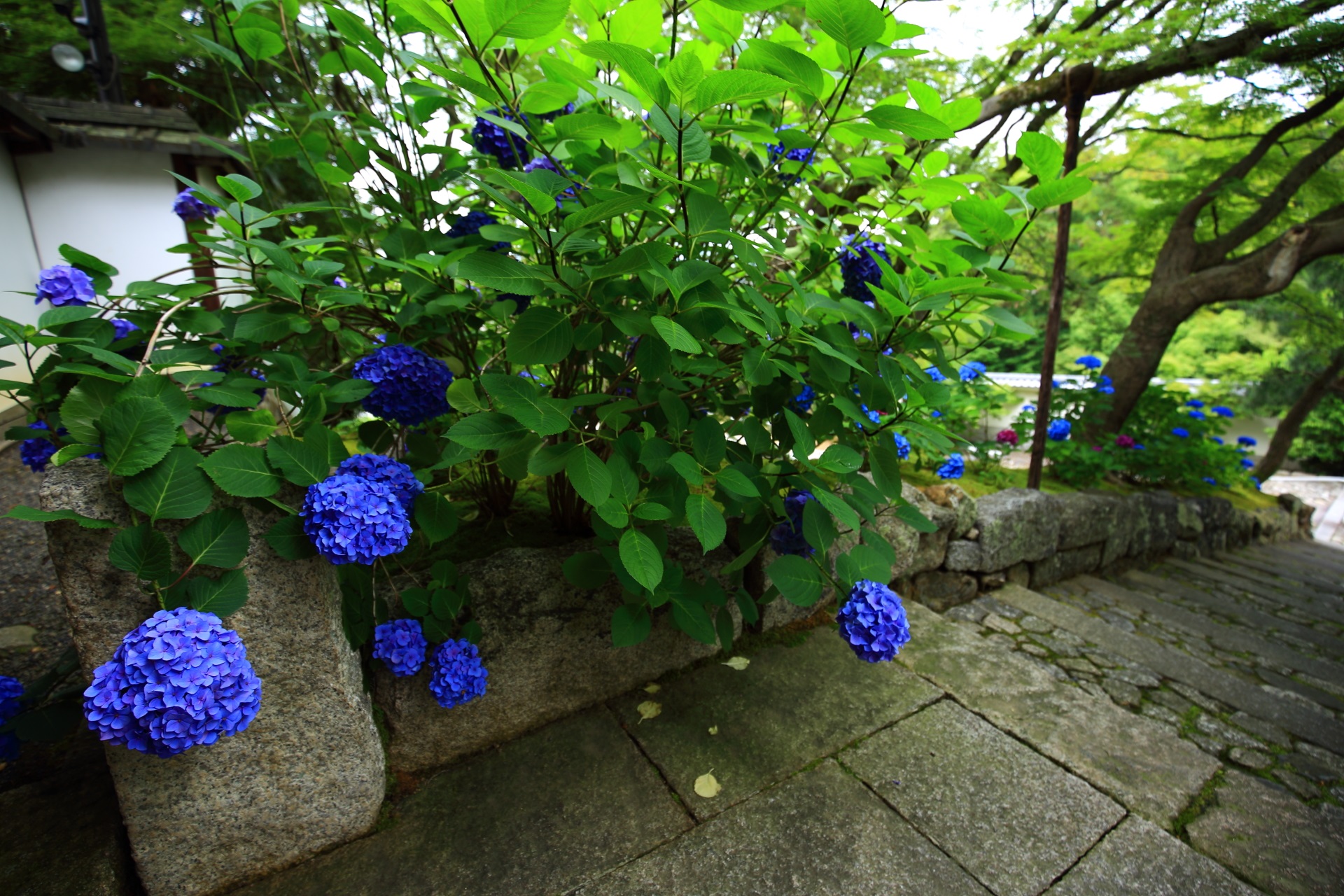 知恩院の黒門坂の満開の大きな青い紫陽花