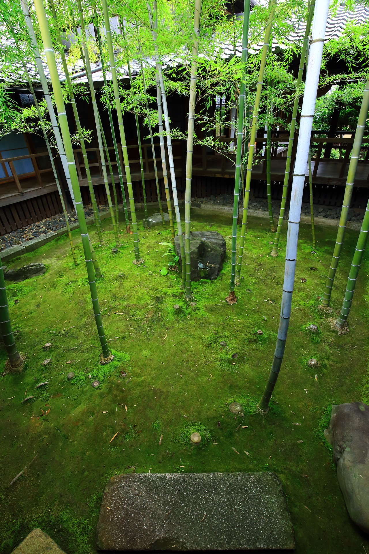 A garden named Take-no-tsuboniwa with beautiful bamboos and moss in Myokenji-Temple in Kyoto,Japan