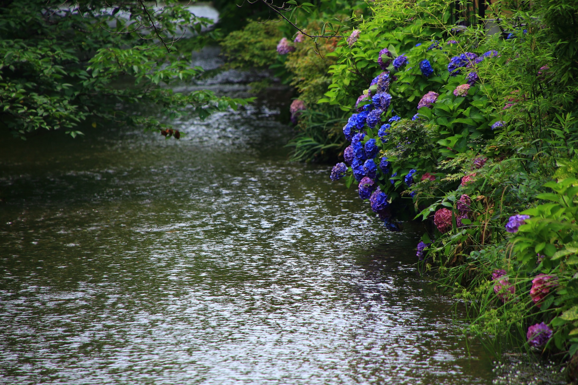 高瀬川の水辺を彩る鮮やかな紫陽花
