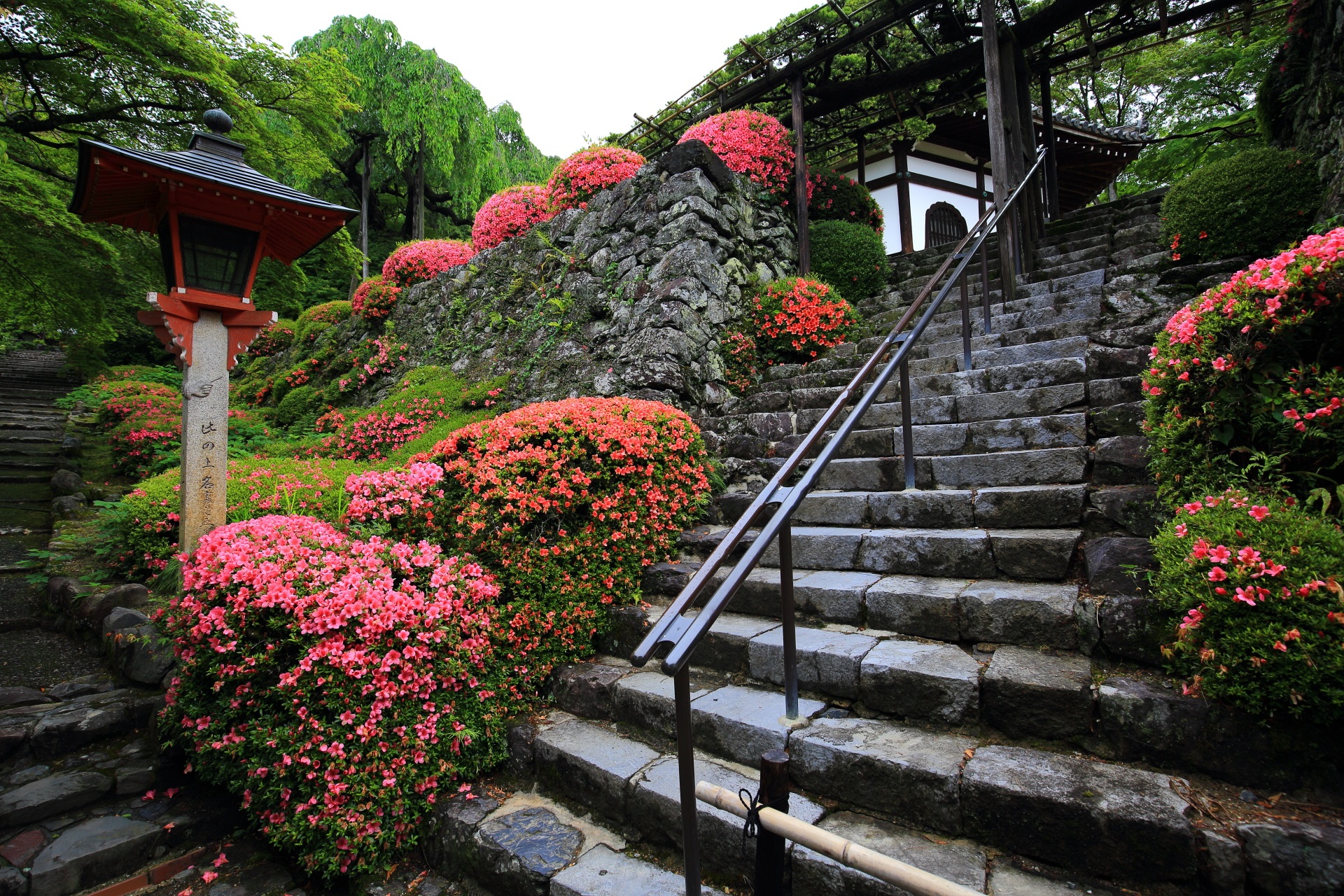 サツキが華やかに咲く善峯寺の遊龍の松へ続く石段や石垣