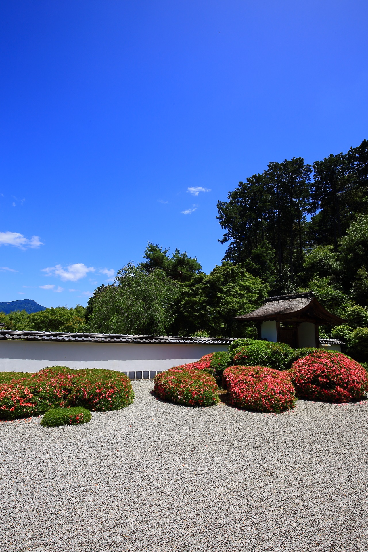 Kyoto Shodenji-Temple azalea and bluesky