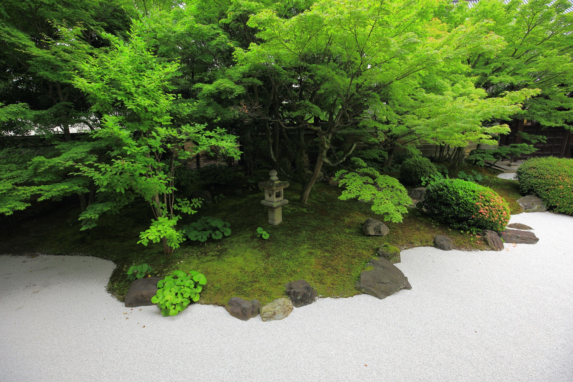 青もみじと苔につつまれた妙顕寺の龍華飛翔の庭